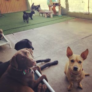 Photo of Dachs 2 Danes dog daycare.